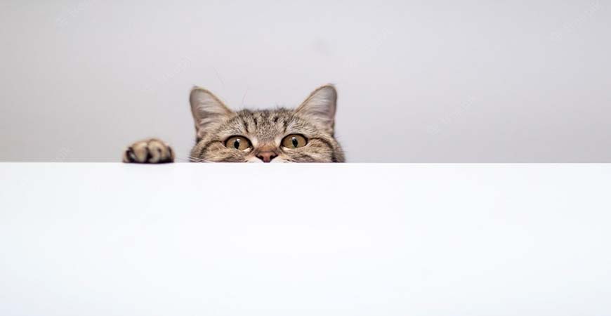 How Do Pet and Baby Translators Redefine Communication