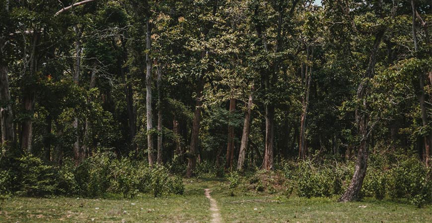 The Future of Forest Conservation